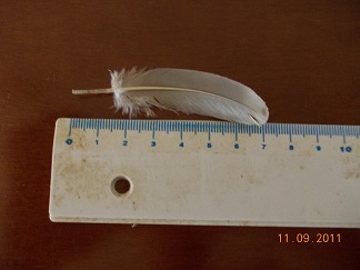 riprovo identicare penna